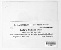 Septoria chelidonii image